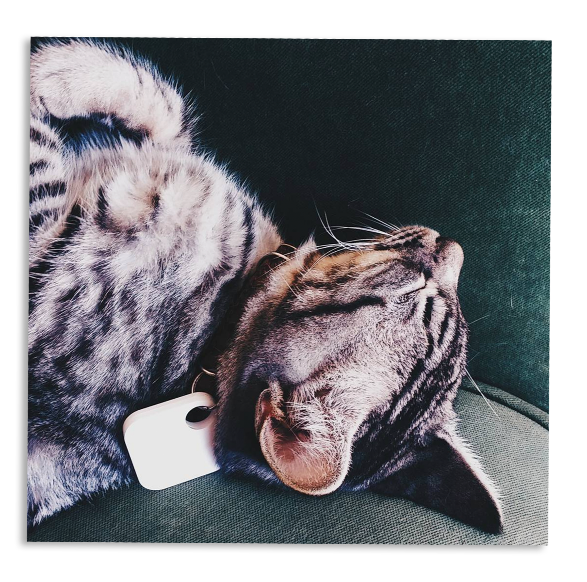 A sleeping tabby cat with a white tag on its collar is curled on a dark green couch.