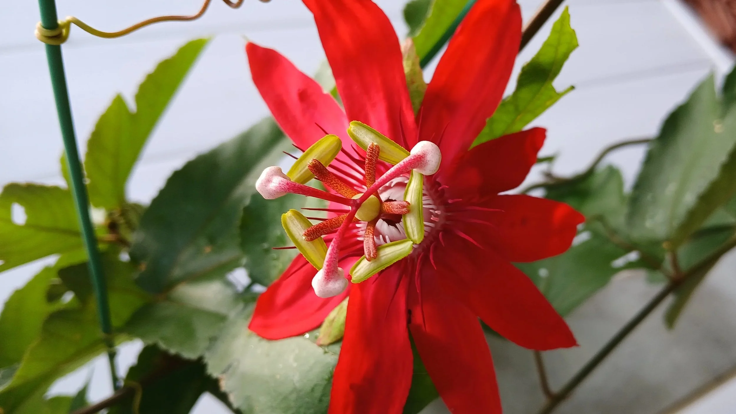 The Parable of the Passion Vine