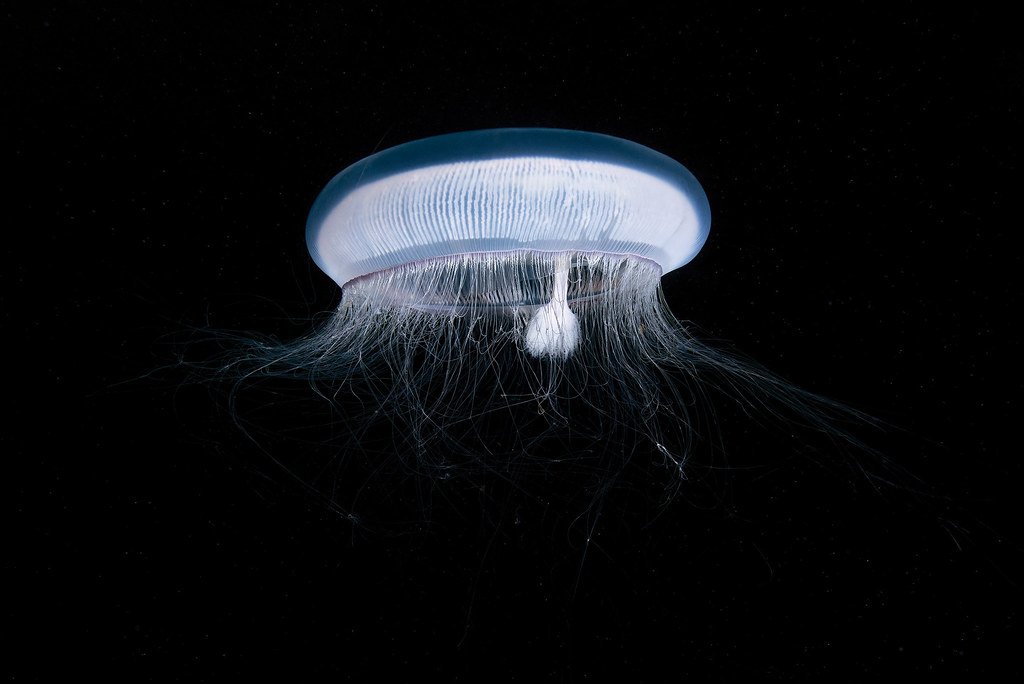 How a Jellyfish Won the Nobel Prize in Chemistry