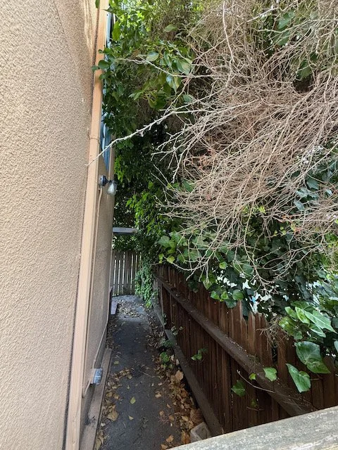 Ivy Before.jpeg