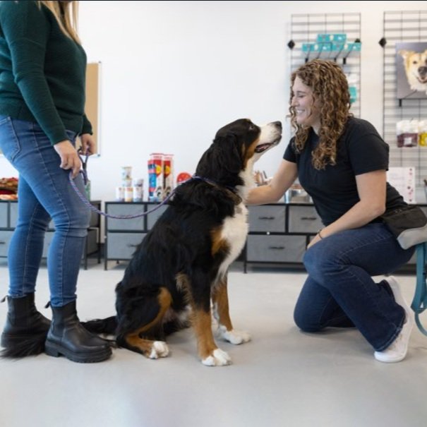 Nikki Nordick certified dog behavior consultant working with a dog in a training session in Airdrie Alberta