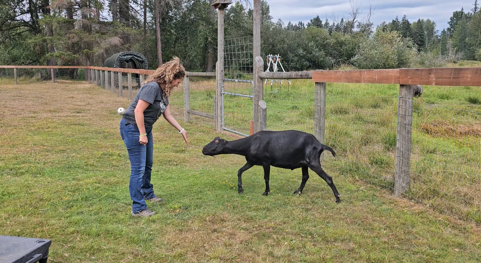 Nikki Nordick certified dog trainer and behavior consultant working with an animal in Airdrie Alberta