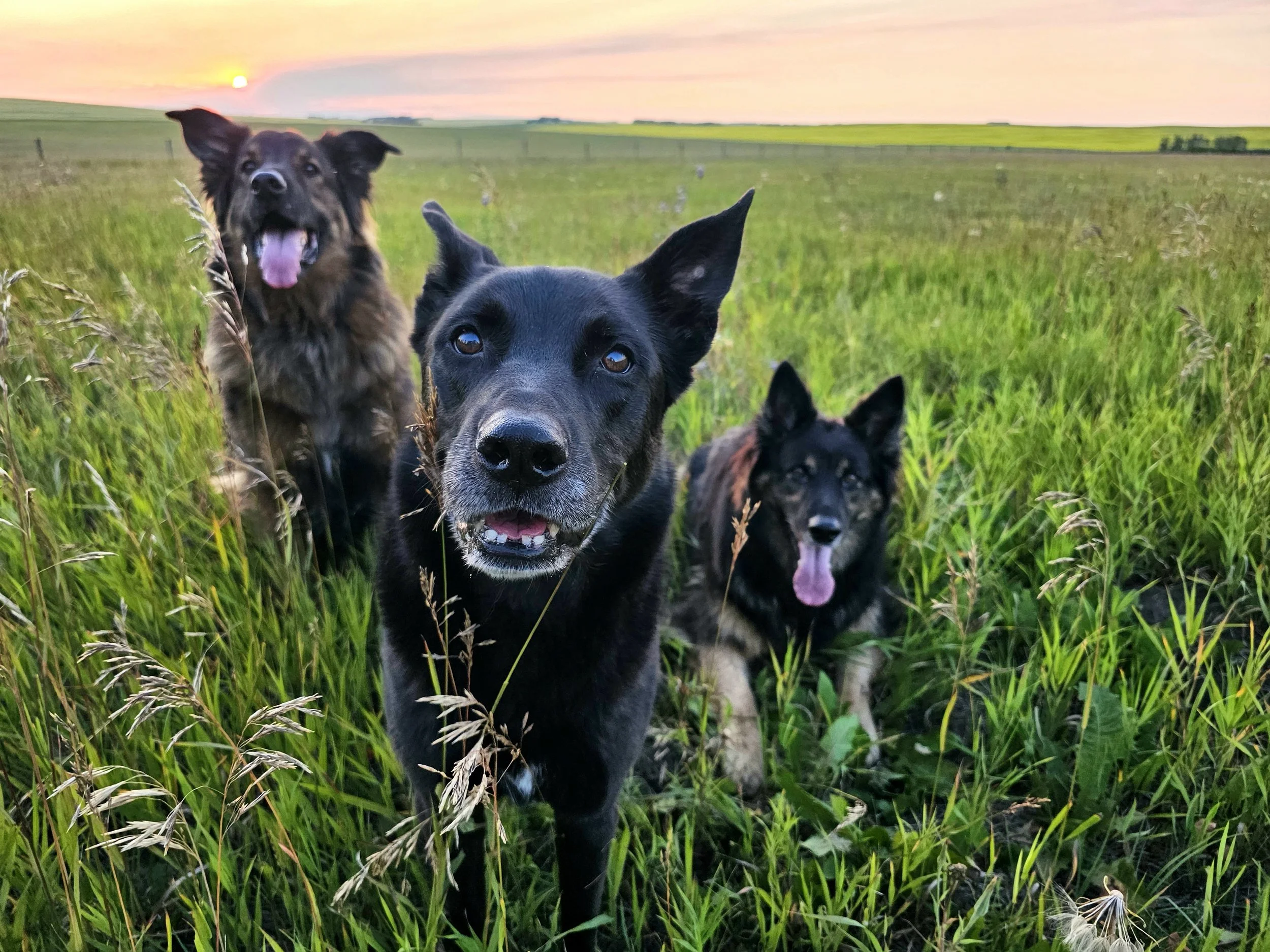 Rosa, Ryder and Kayah, the dogs of Airdrie dog trainer and behavior consultant Nikki Nordick