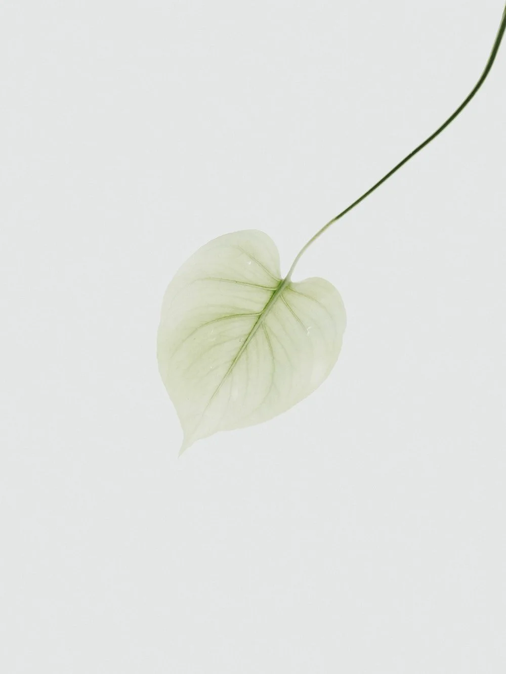 A single, pale green, heart-shaped leaf with a long, thin stem against a plain white background.