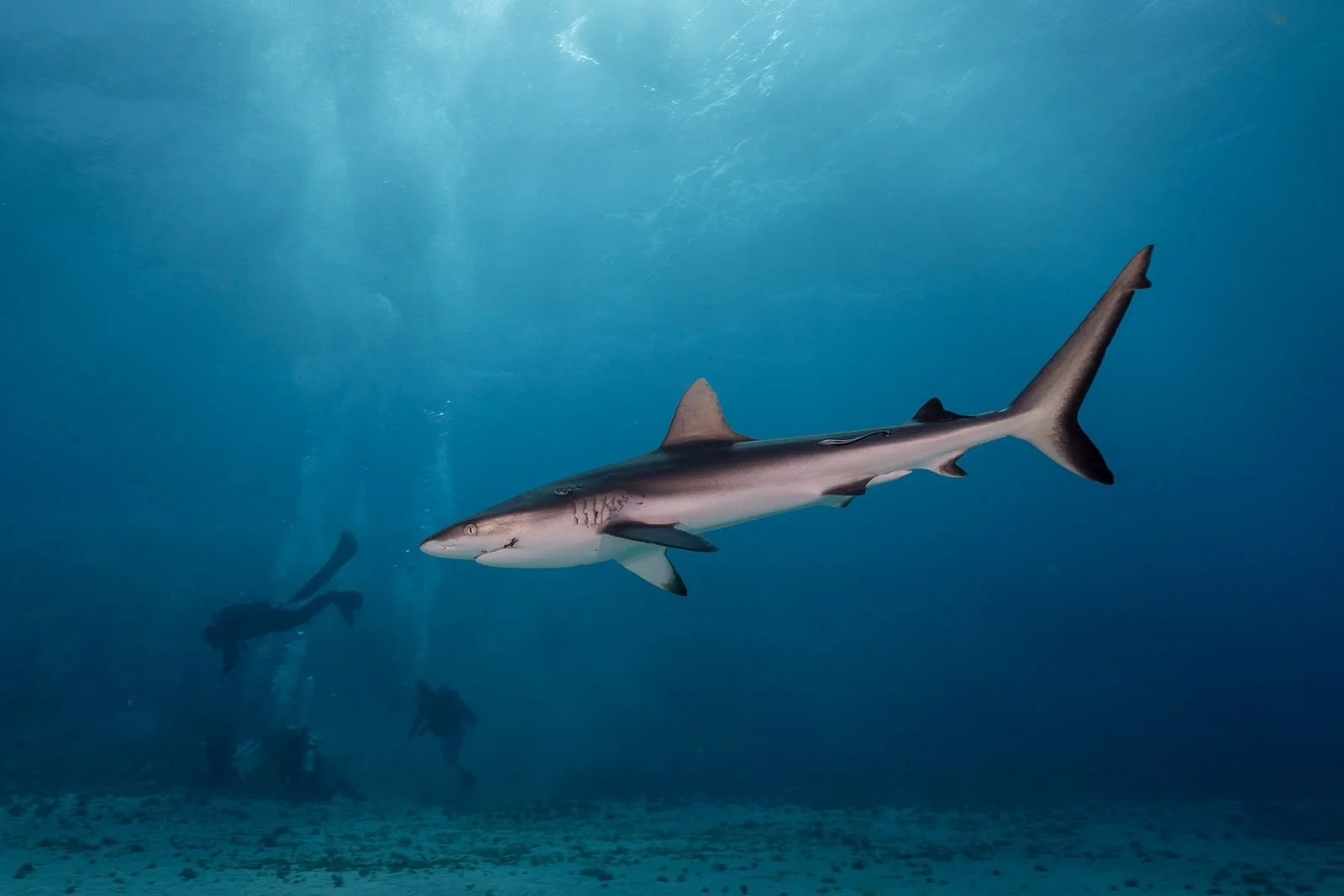 A white shark watches the XX500 expedition team core in the Bravo Crater in Bikini Atoll, RMI (photo: Matt Harris)