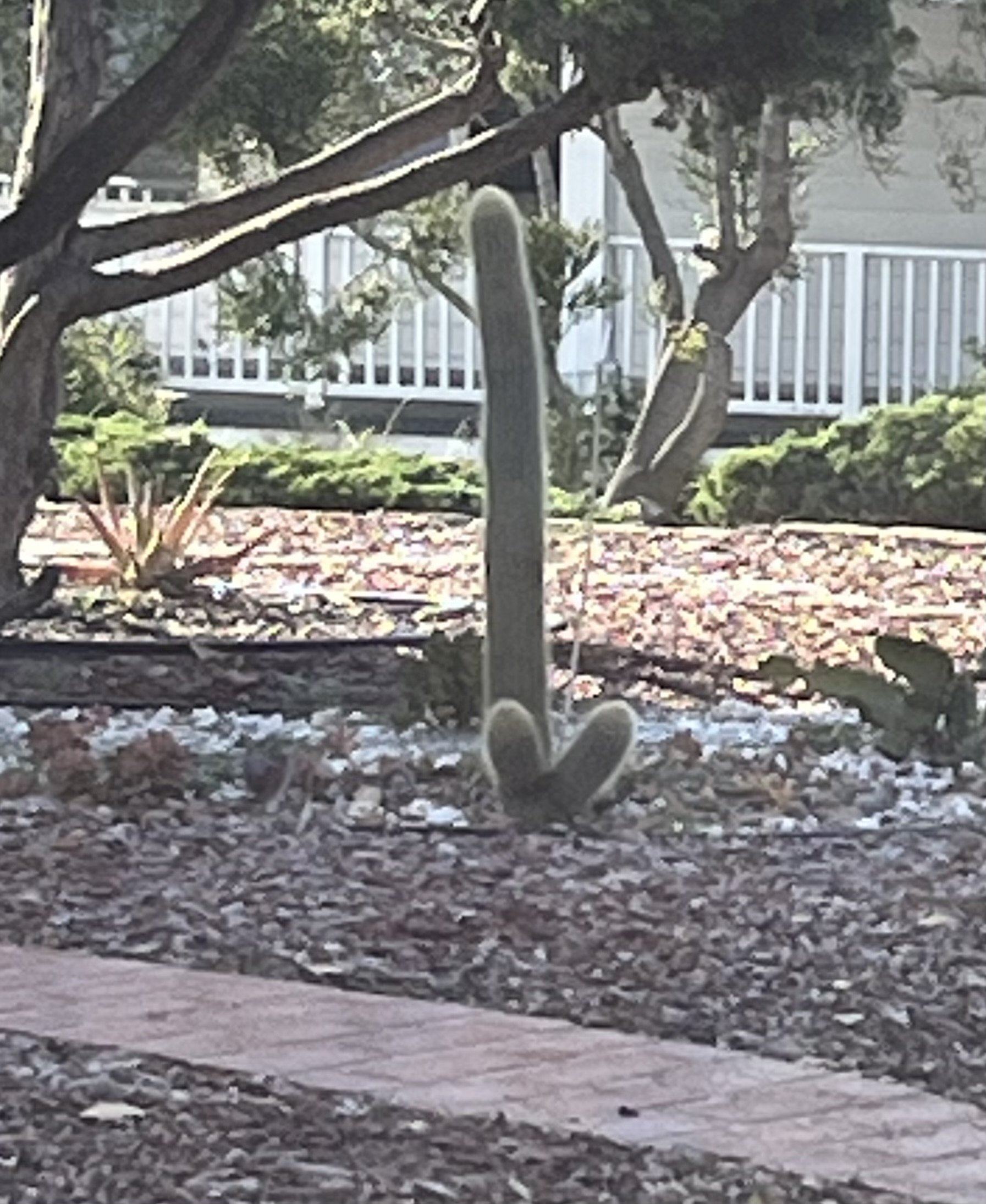IMG_0812.jpeg