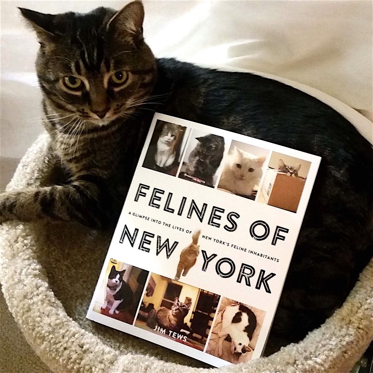 cat2felinesofny.jpg