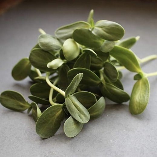sunflower shoots