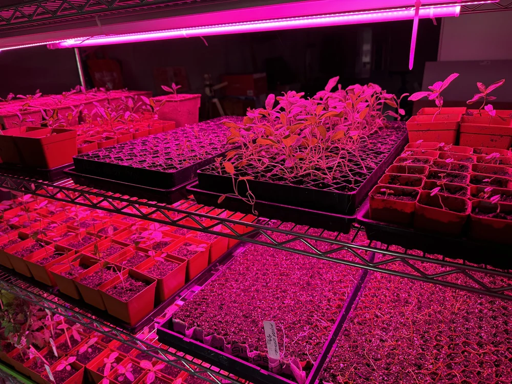 New grow lights. — Curious Bird Farm