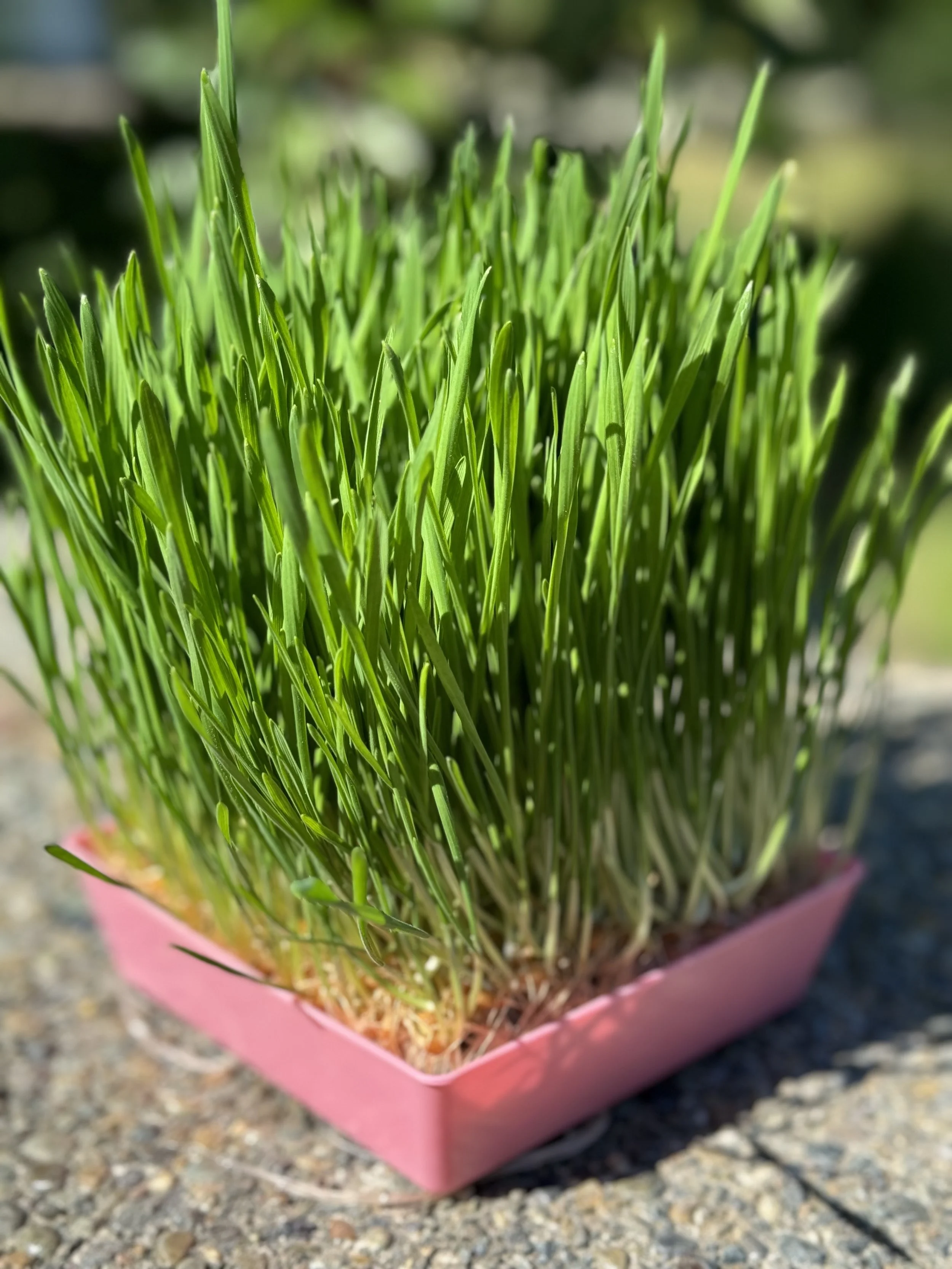 wheatgrass