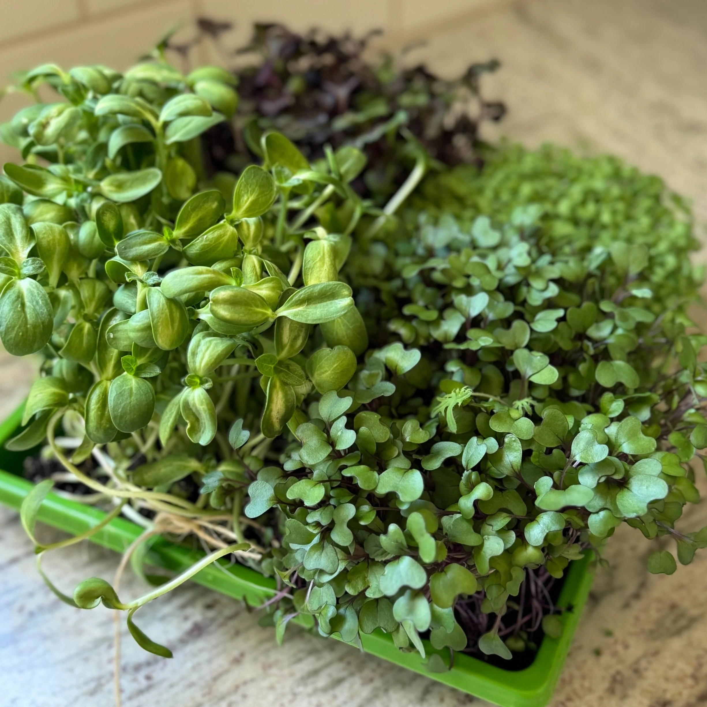 microgreen mixed tray - grower's choice