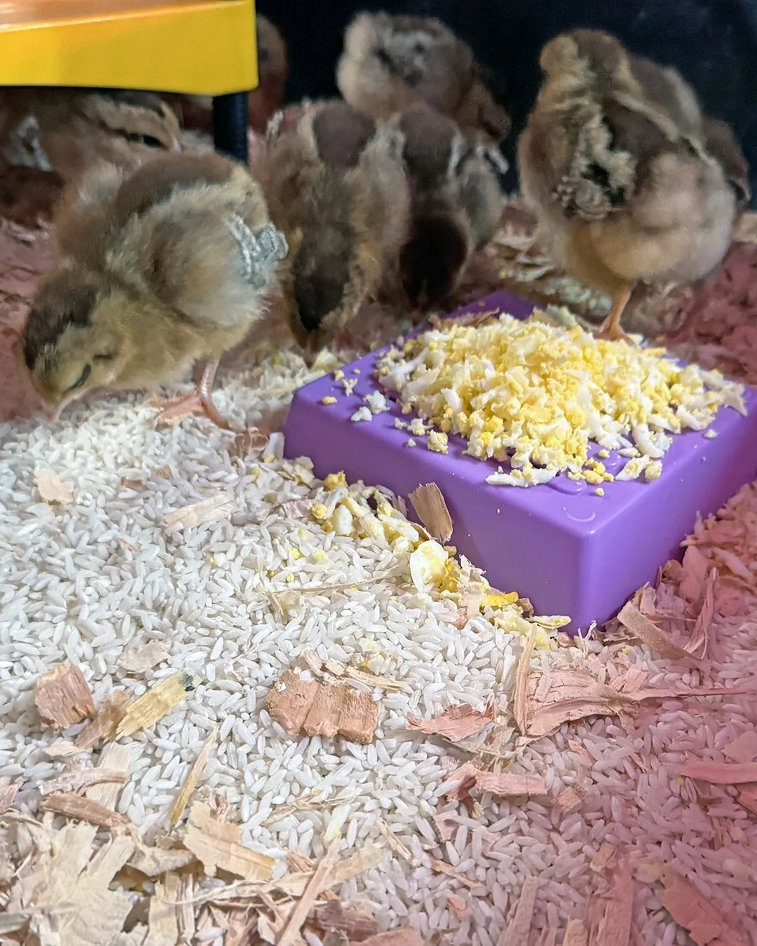 KNF Chicken Science