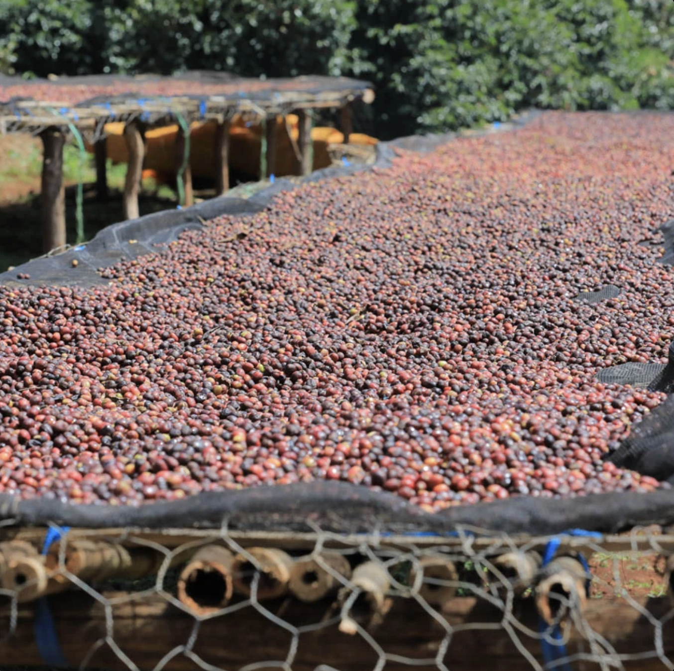 Light-roasted Ethiopia Dry Process Guji Goro