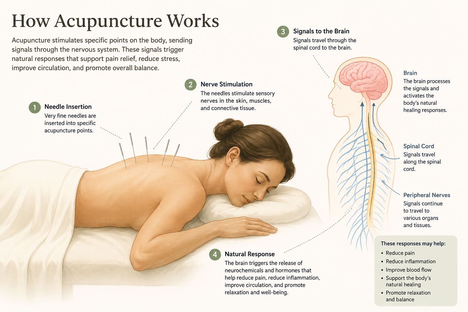 Diagram showing how acupuncture stimulates the nervous system and may support pain relief, circulation, relaxation, and healing