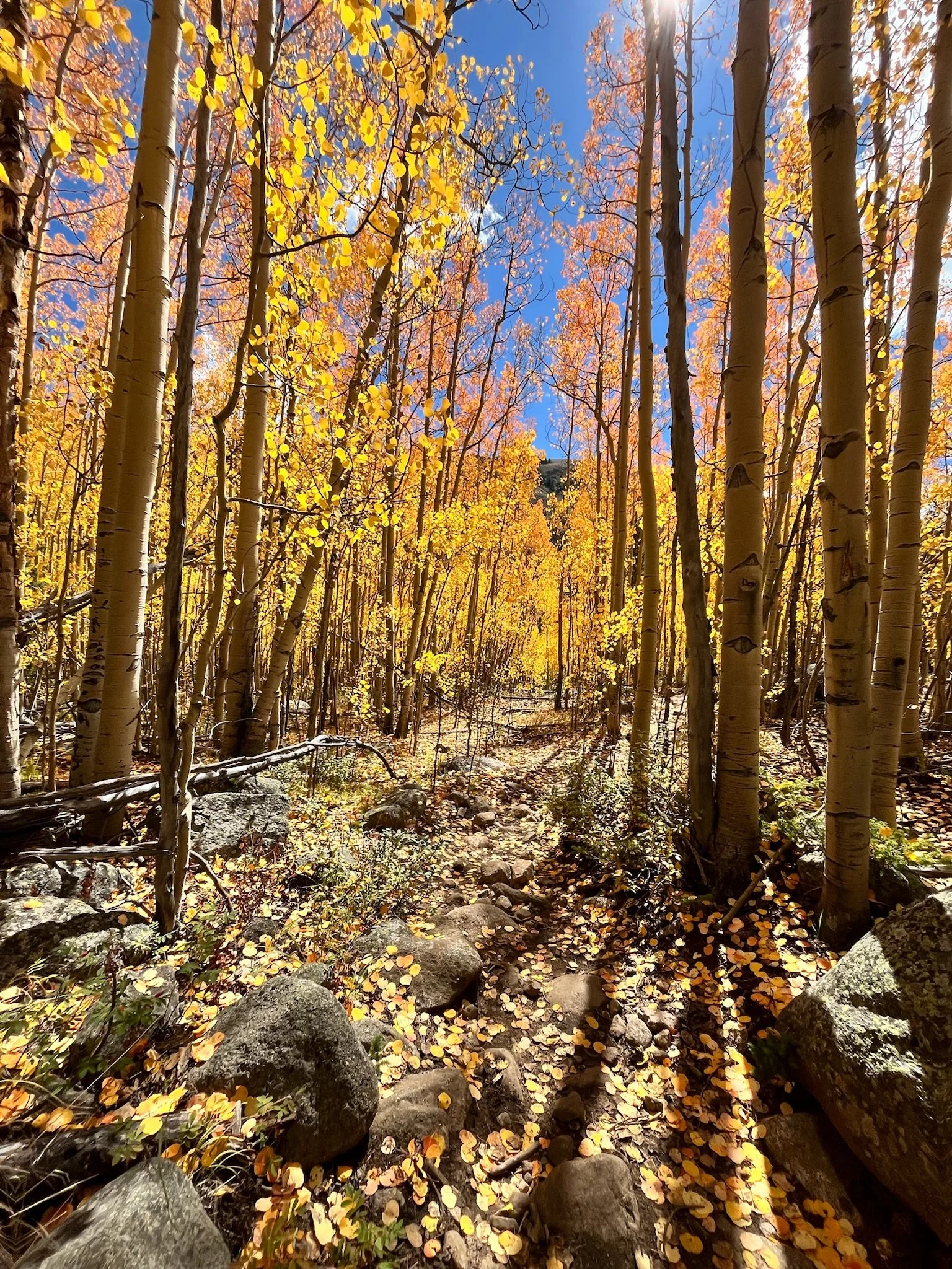 Acupuncture for pain relief in Golden, CO