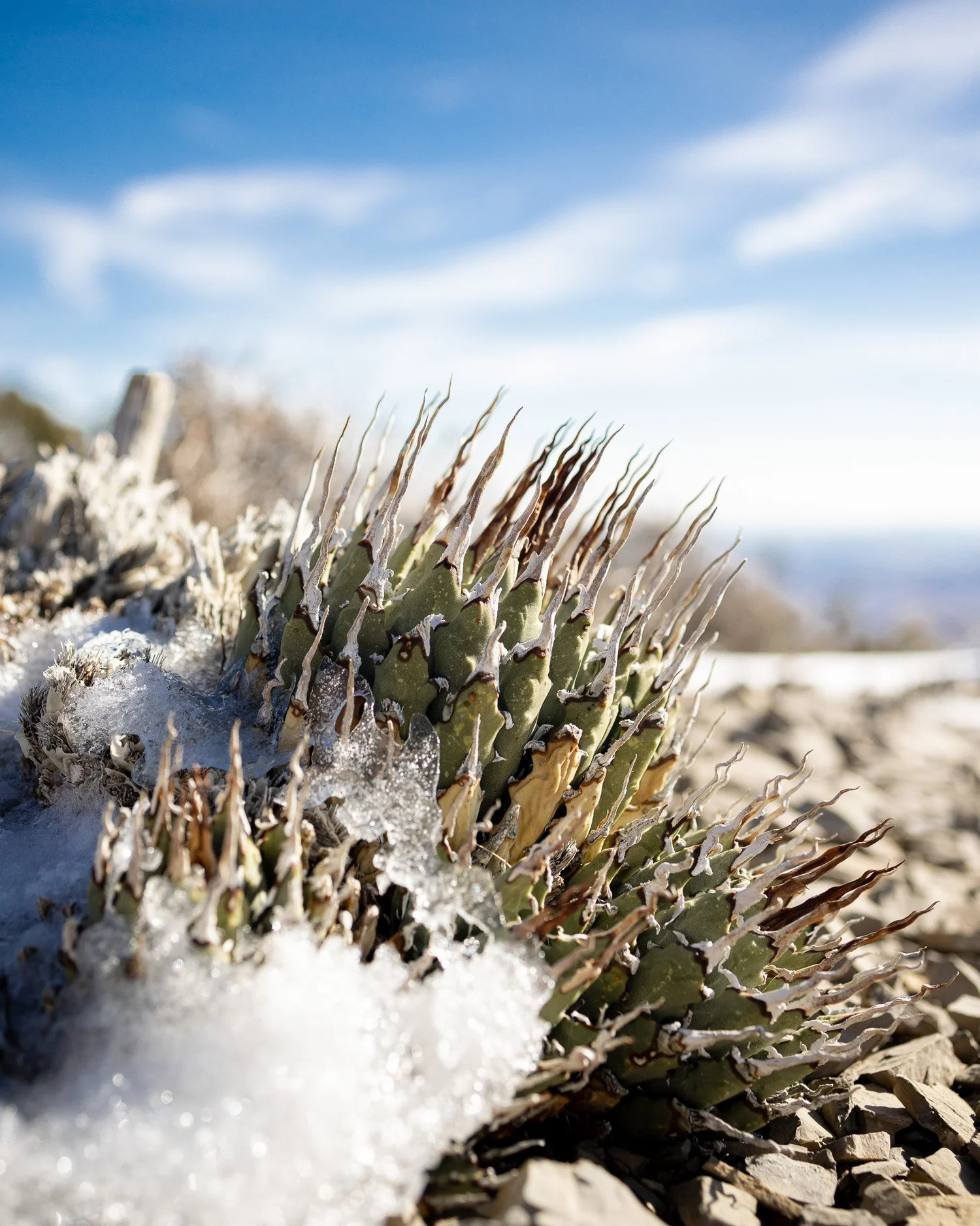 Snowy Agave Utahensis var Nevadensis  MOJAVE.LV