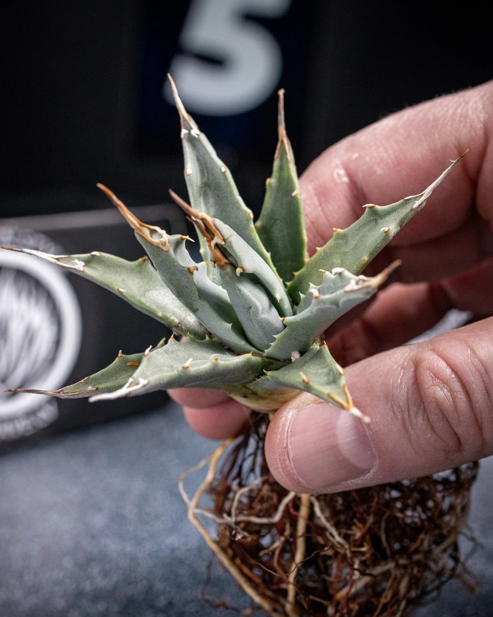 Agave Utahensis var Nevadensis