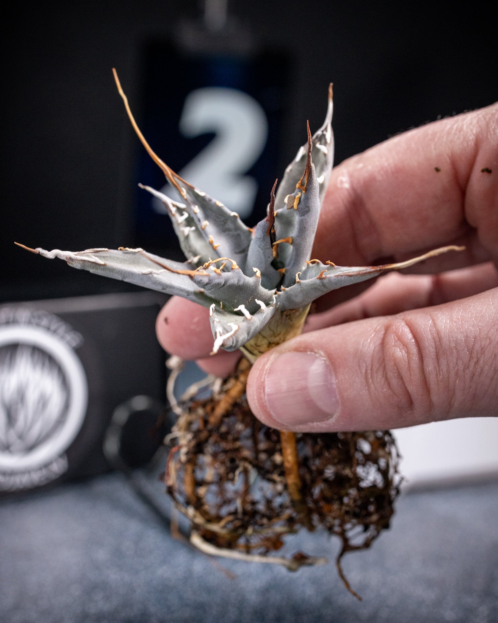 Agave Utahensis var Nevadensis