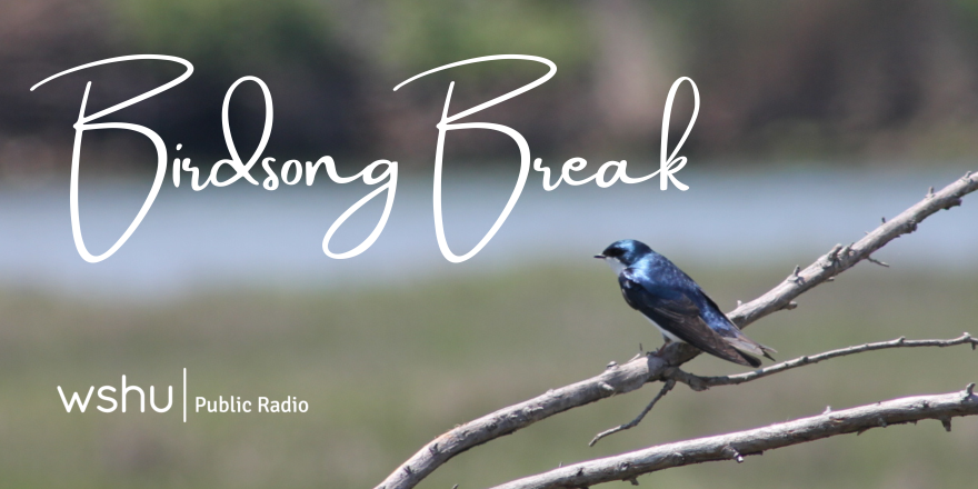 Bird-Listening, and Three Good Things