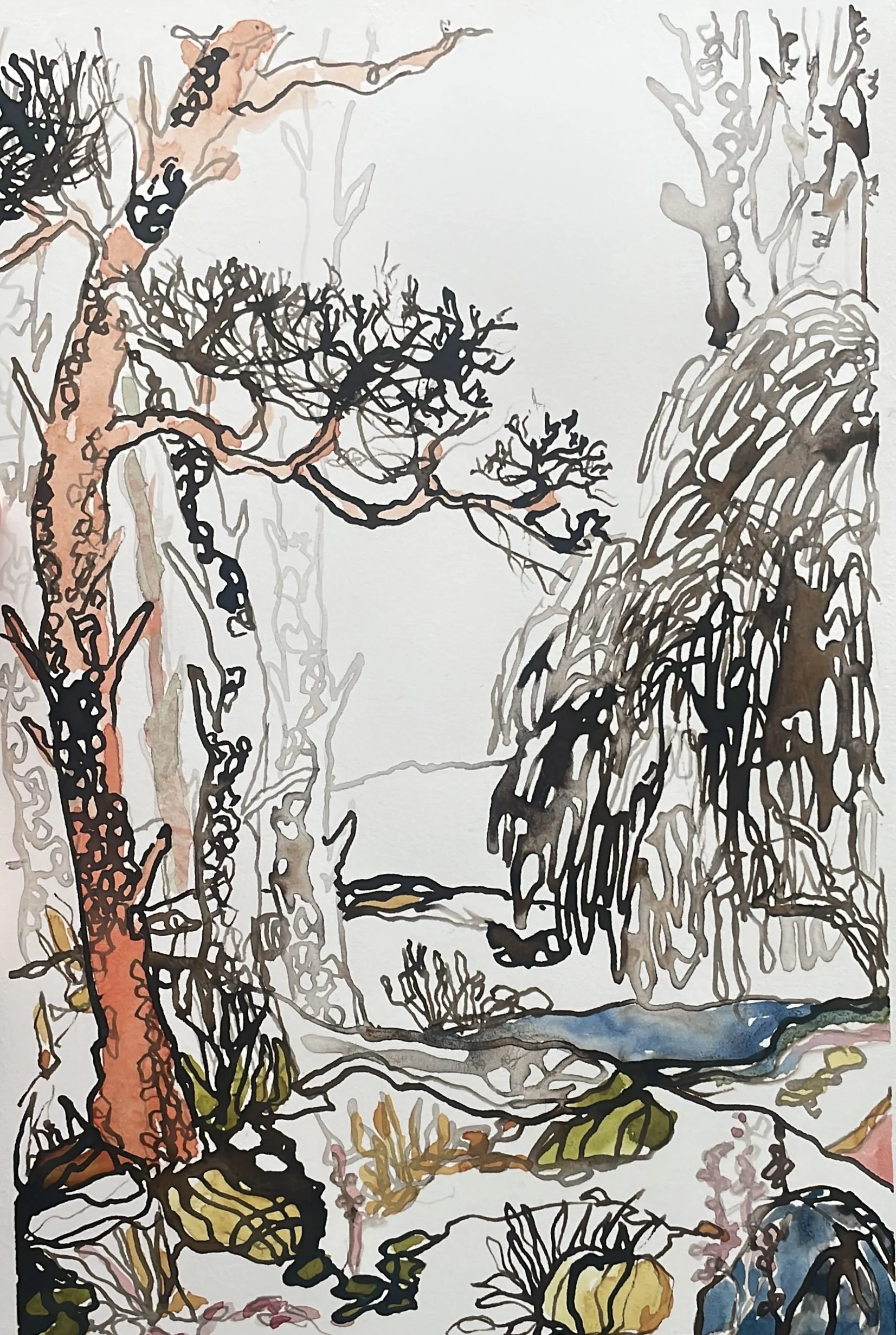 Maritime Pine, 2025, Watercolor and ink hot-pressed on paper - 8 1/2 x 11 3/4 in