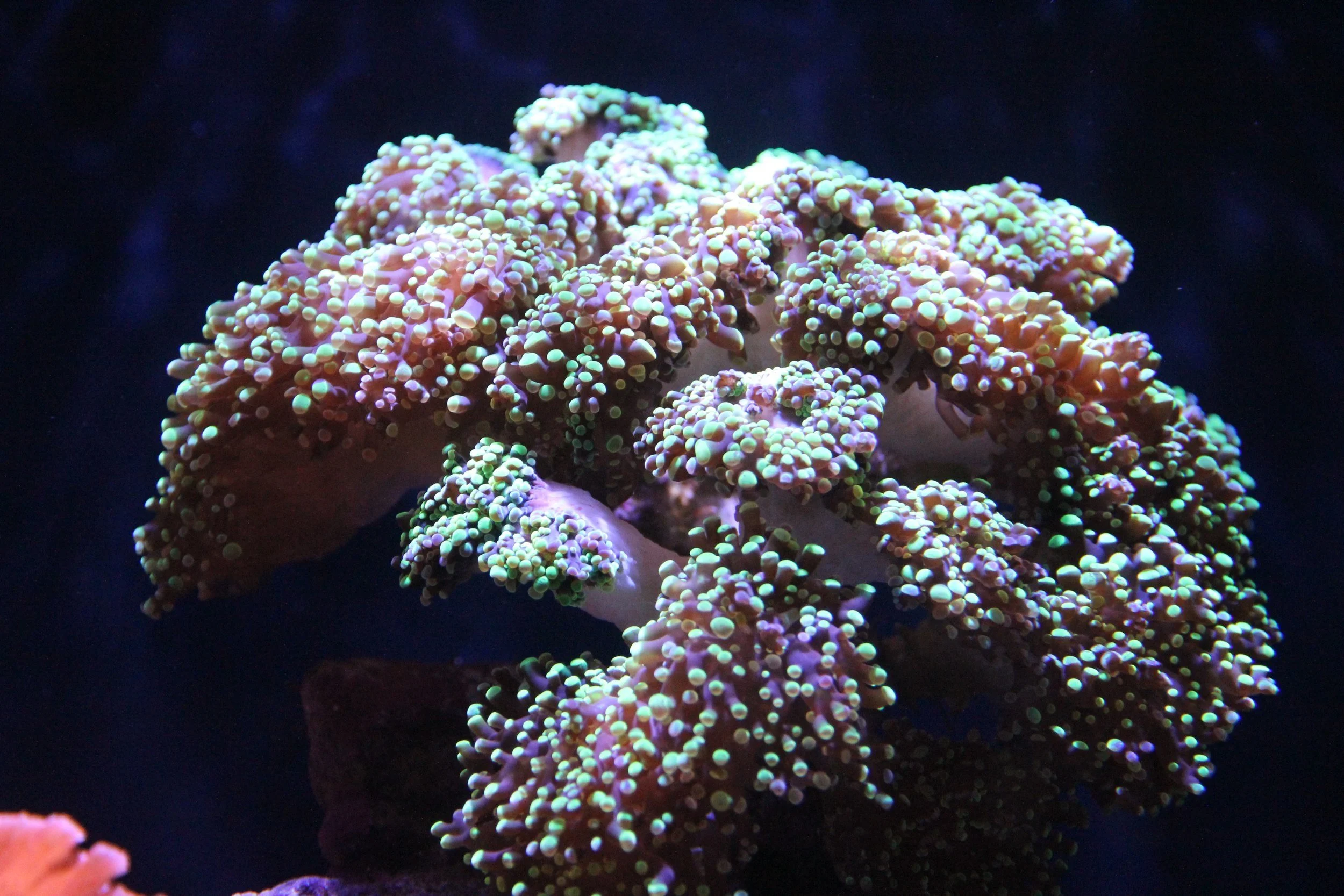 anemone+.jpg
