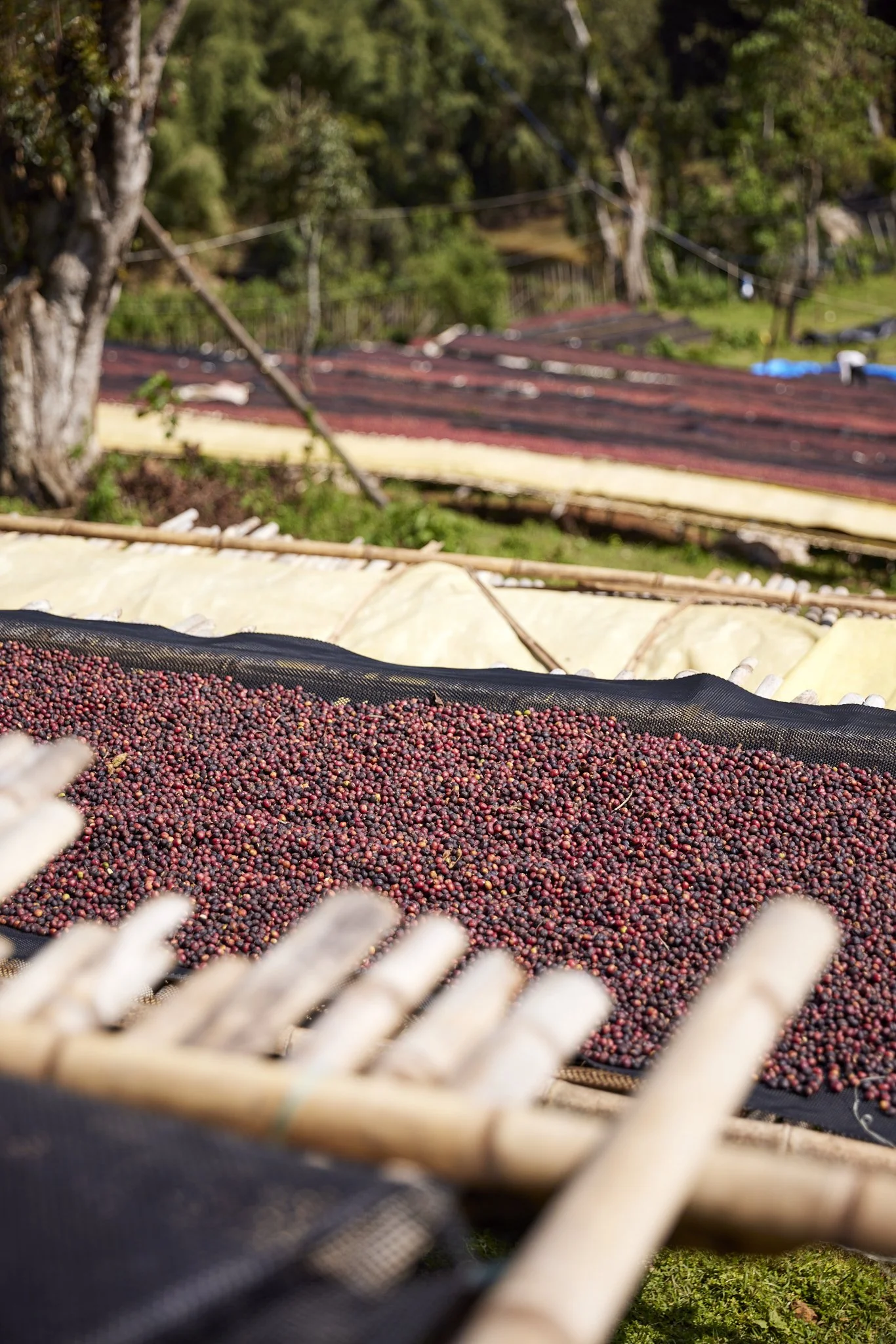 Cafe_Imports_Ethiopia_Gara_Agena10-2025-04-16-200127.jpeg
