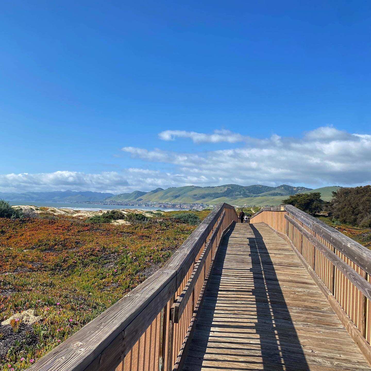 Afternoon Recovery Run 
Recovery runs are a great opportunity to improve running form 🏃&zwj;♀️
I personally use these runs to focus on my left hand by occasionally sticking my right hand behind my back 
More than this, I love movement, nature, and s