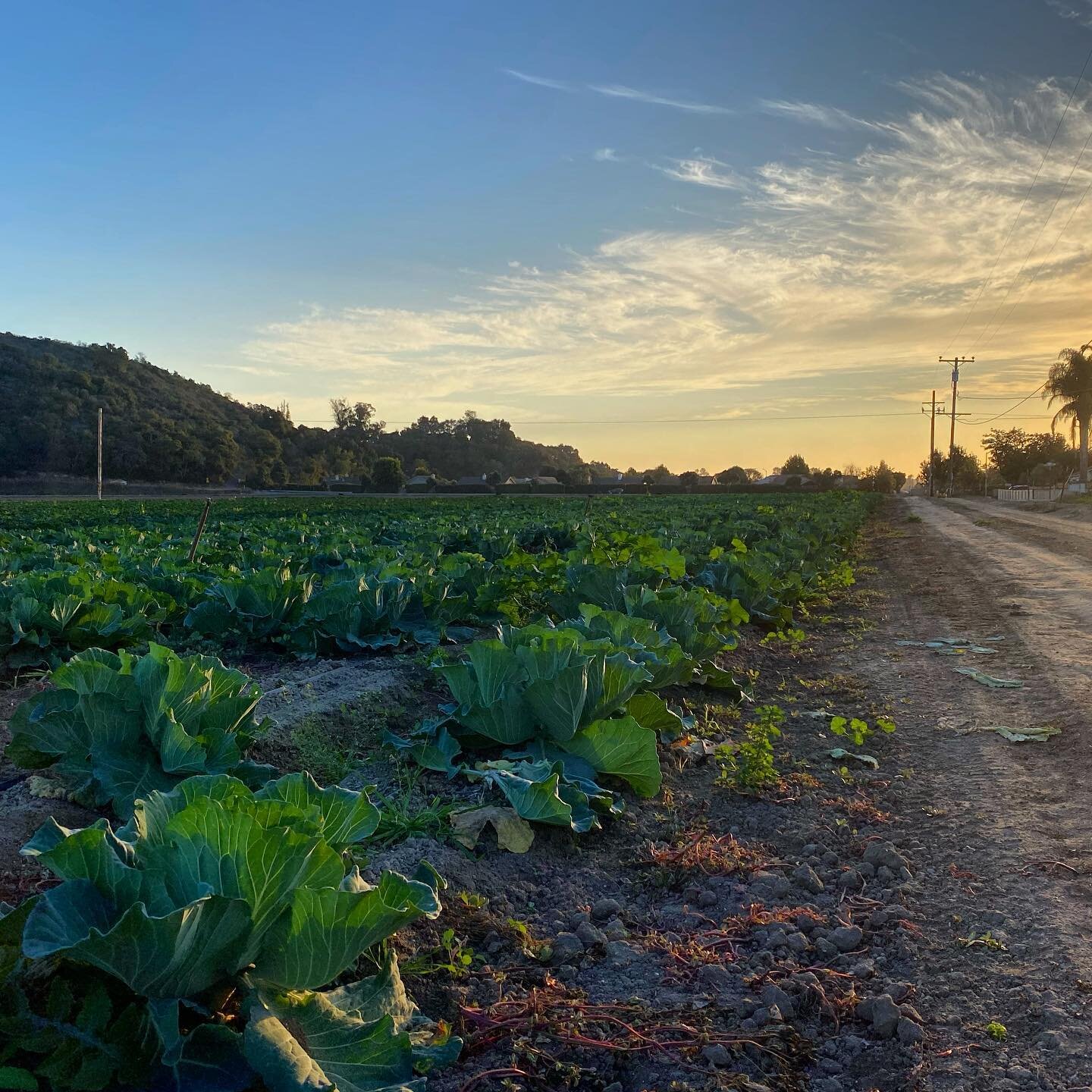 30min Sunset Stroll ✅ 
Didn&rsquo;t have the energy for a run today so I listened to my body and did what I could.
Exercise doesn&rsquo;t have to be an &ldquo;all or nothing&rdquo; feat. Doing SOMETHING to get outside and move your body is a win 🥇 
