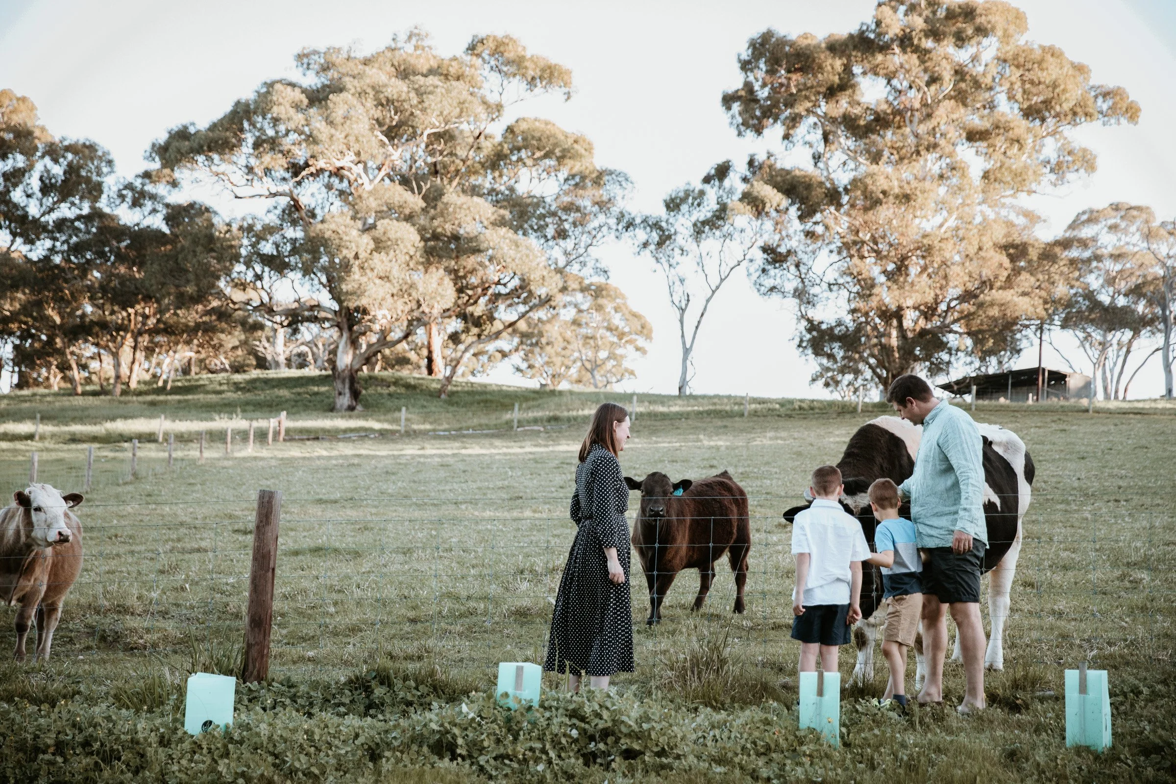 Family with cows in a fenced grassy field with trees in the background during daylight.