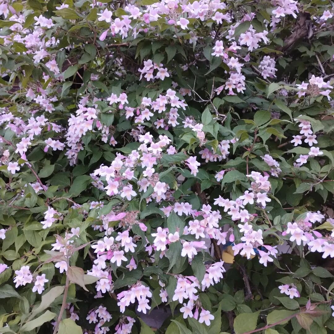 Deutzia Mont Rose in fiore