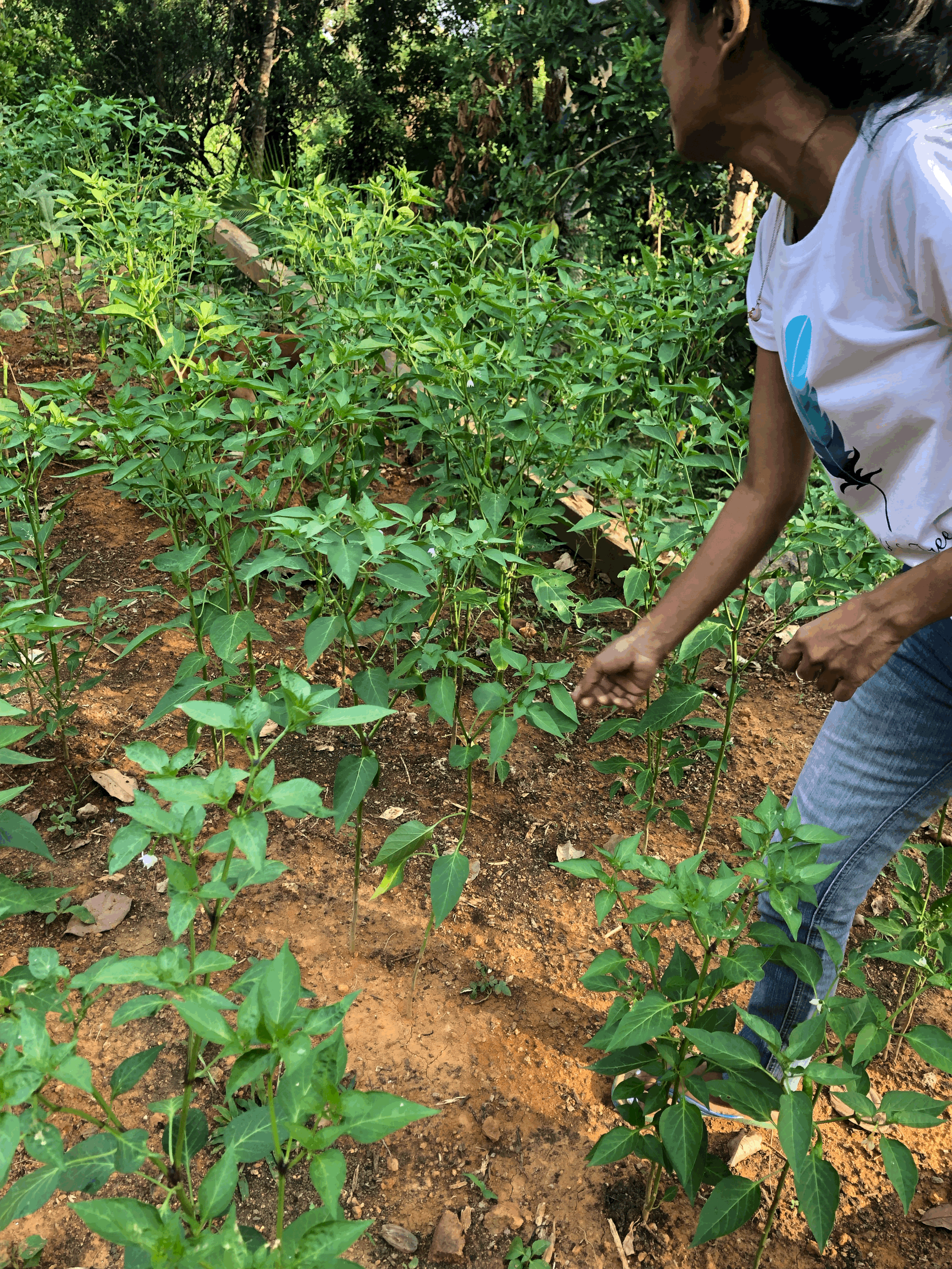 Cultivatrice au Sri Lanka - enjeux