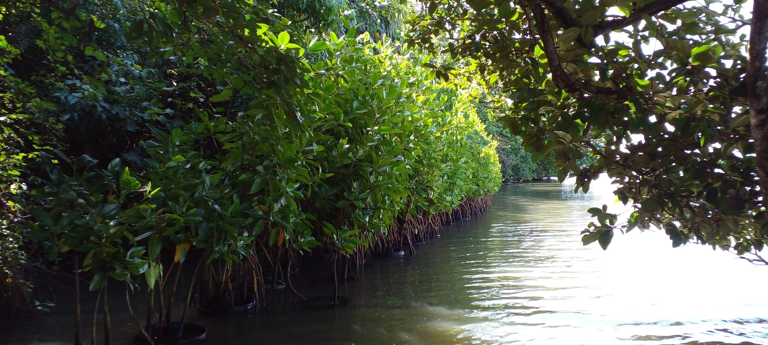Mangrove 1 .jpg