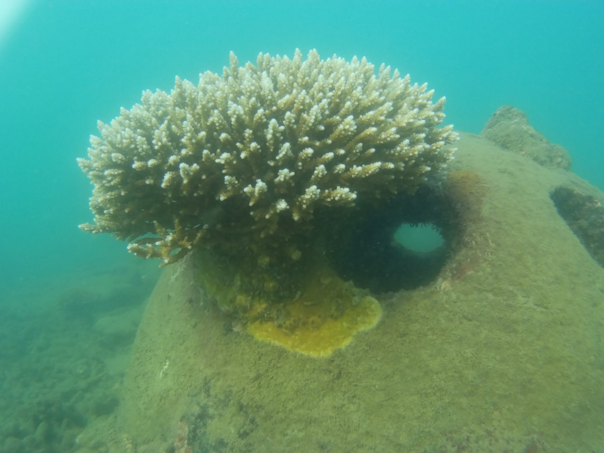 Pousse de corail.JPG