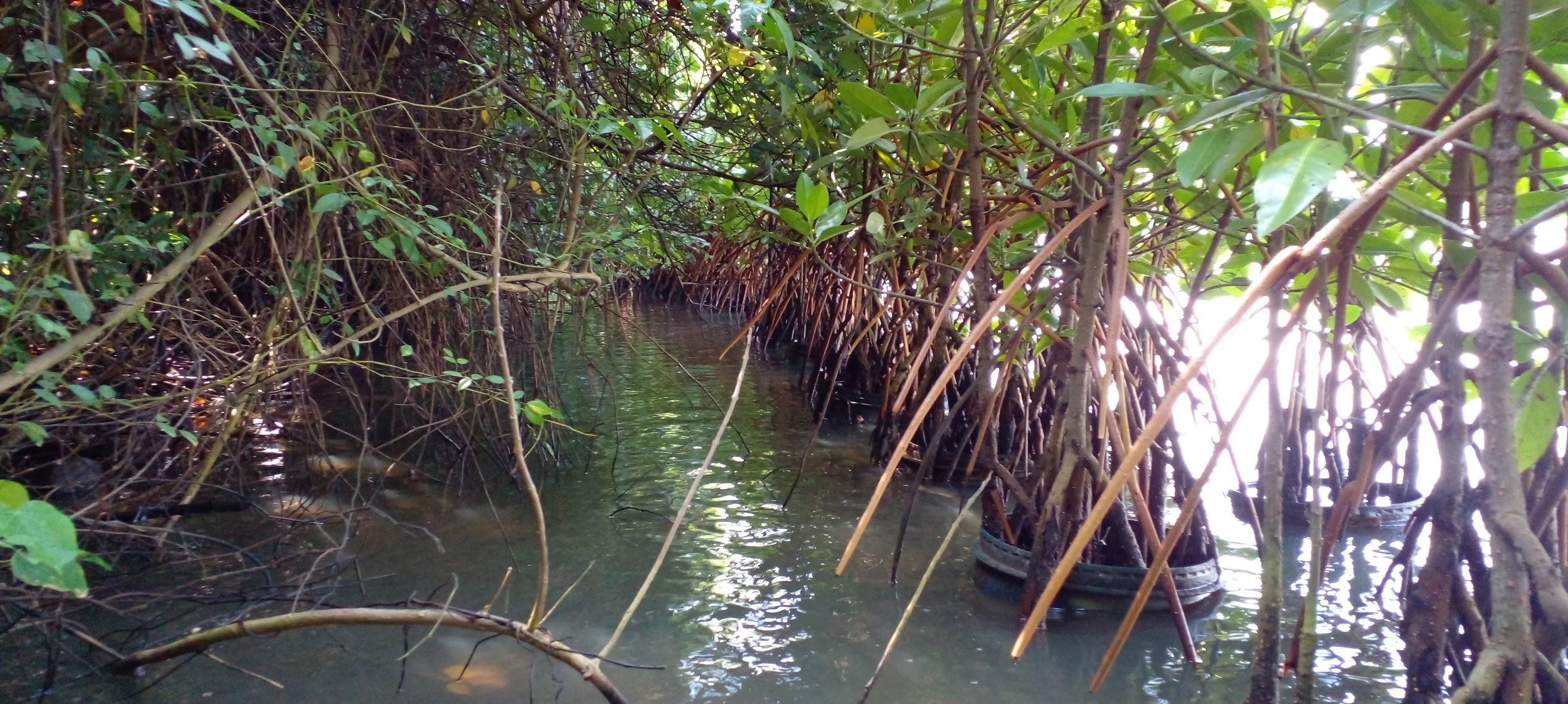 Mangroves paletuviers.jpg