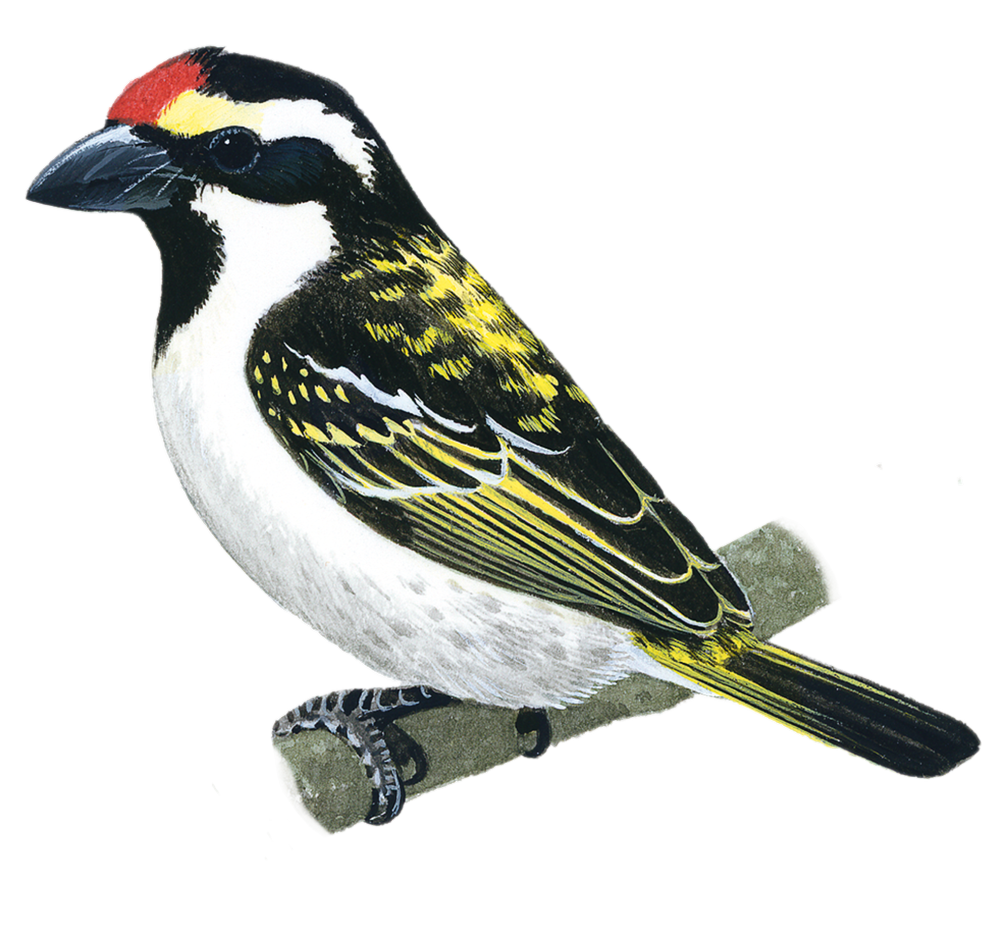 Yes!Wood Furniture Wax 40 — Promac Paints