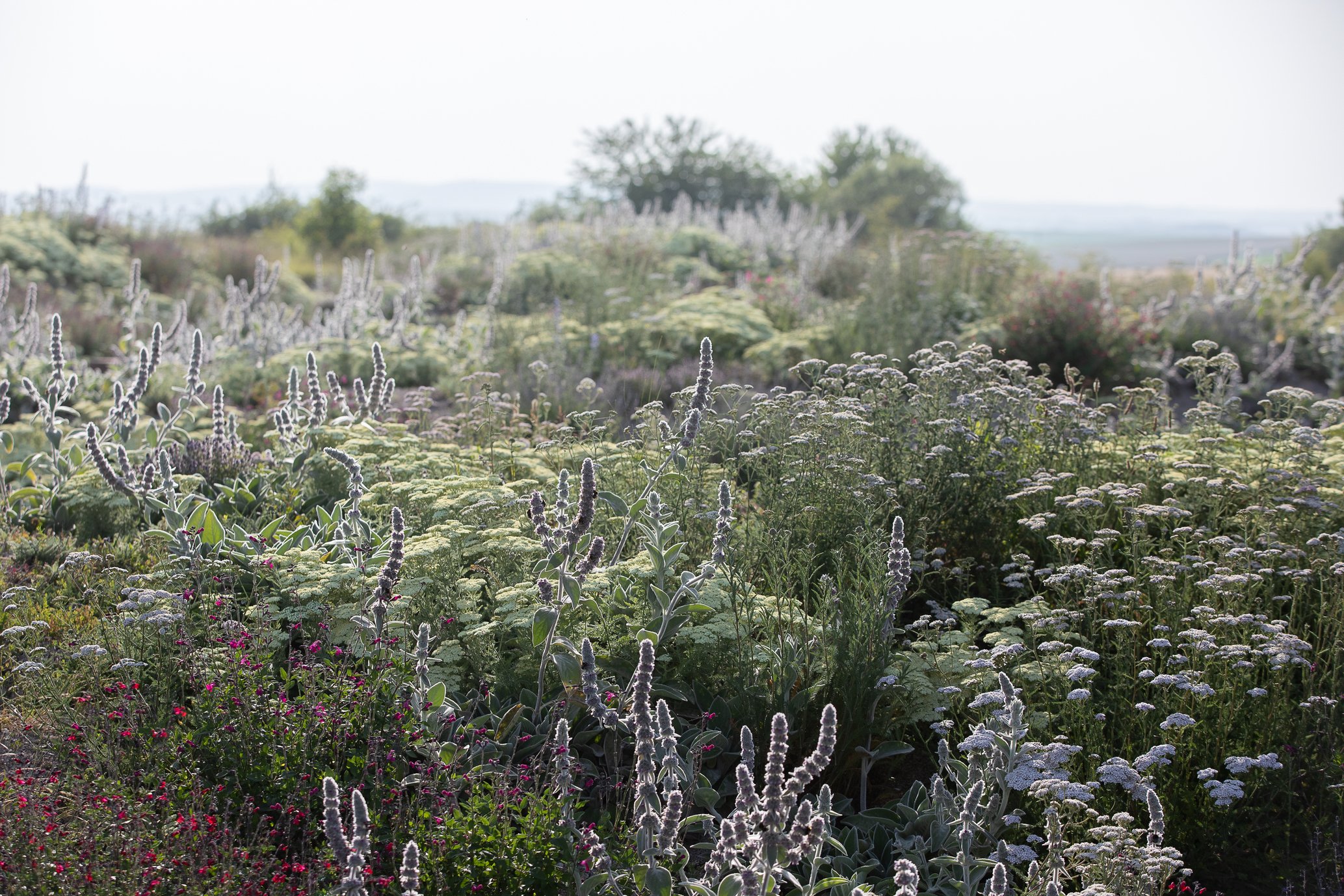 Naturalistic dry meadow with ornamental grasses and drought-tolerant perennials