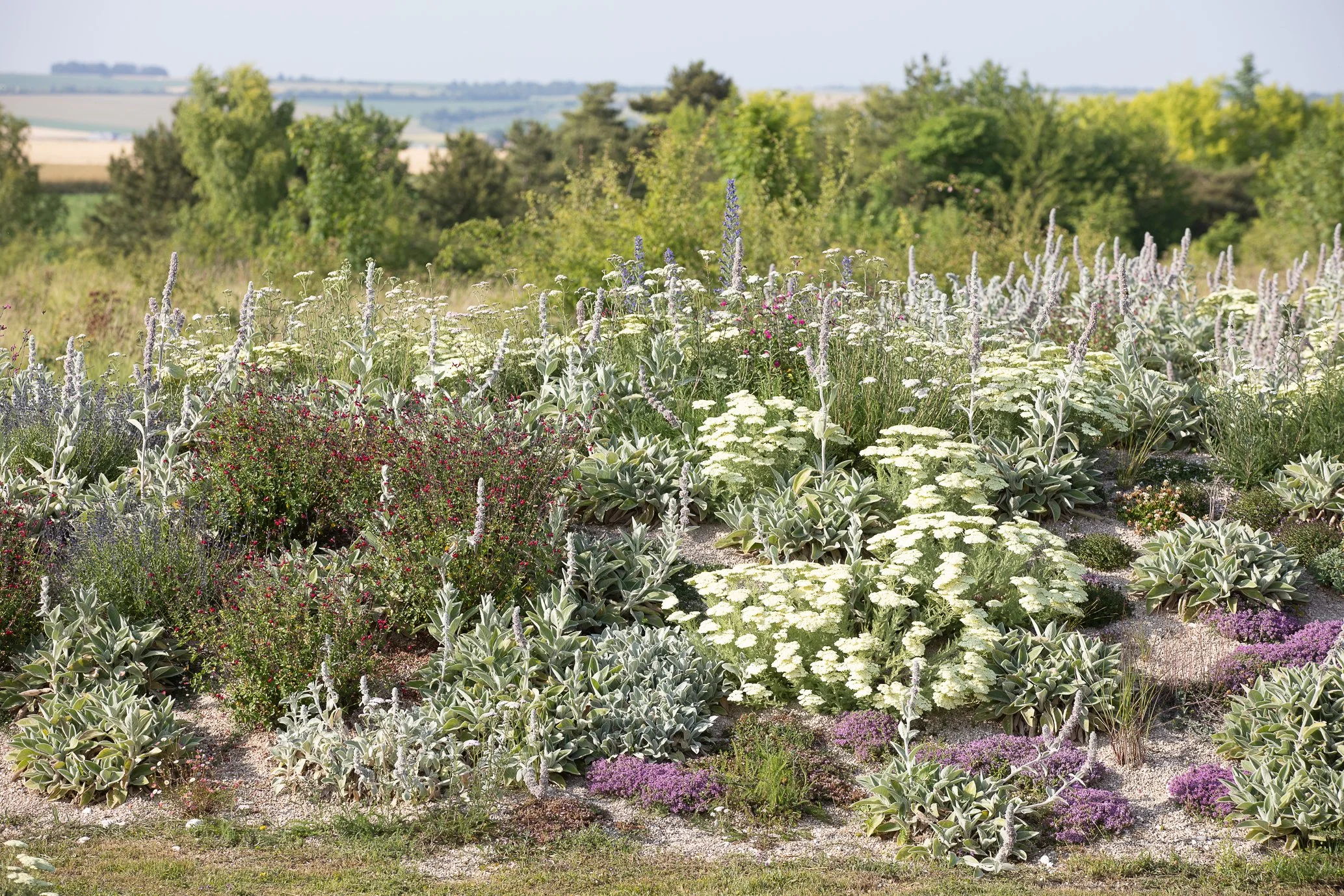 Flowering dry garden in Paris designed by Simonson Landscape with drought-tolerant plants