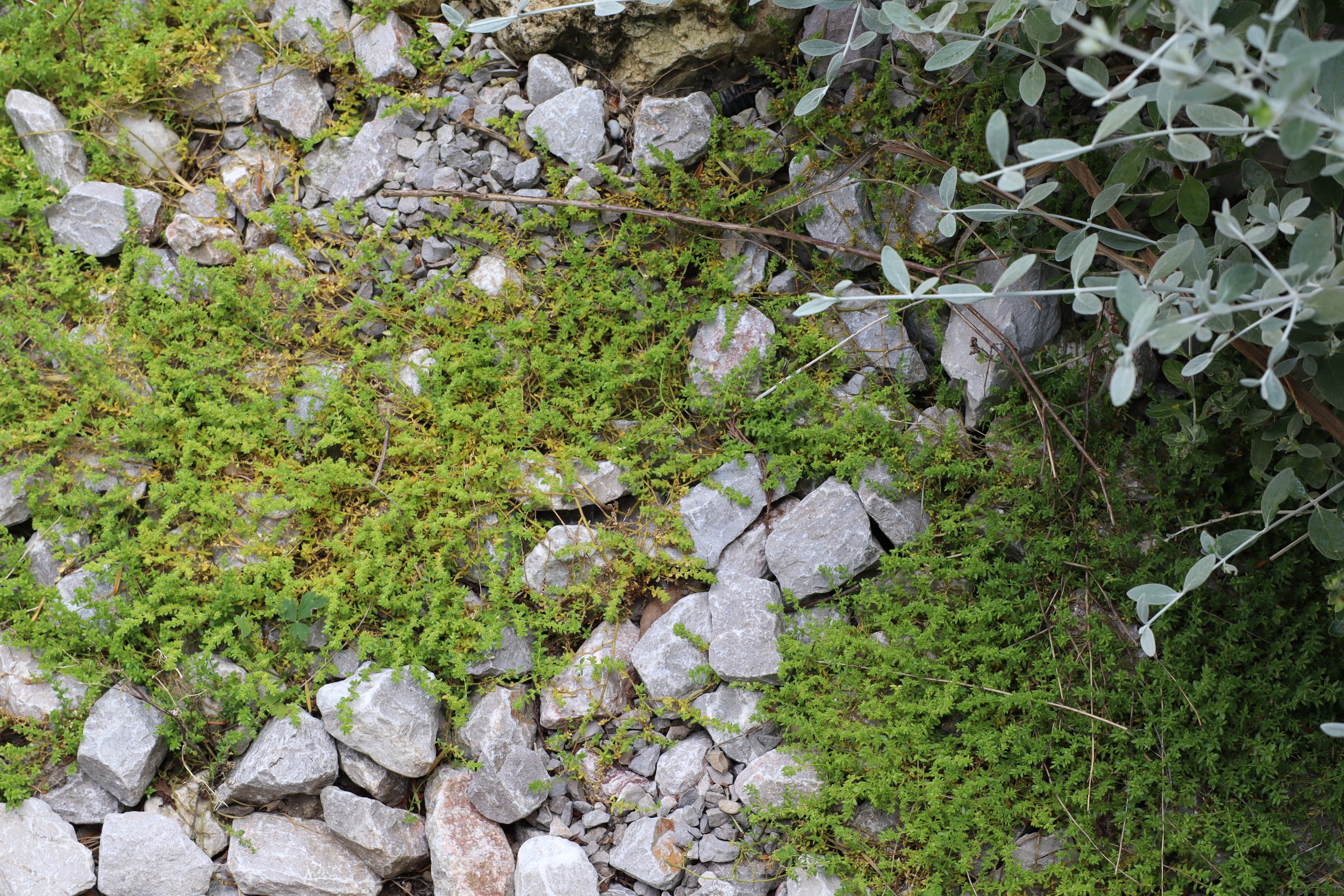 Extensive sedum roof designed to reduce surface heat in Paris