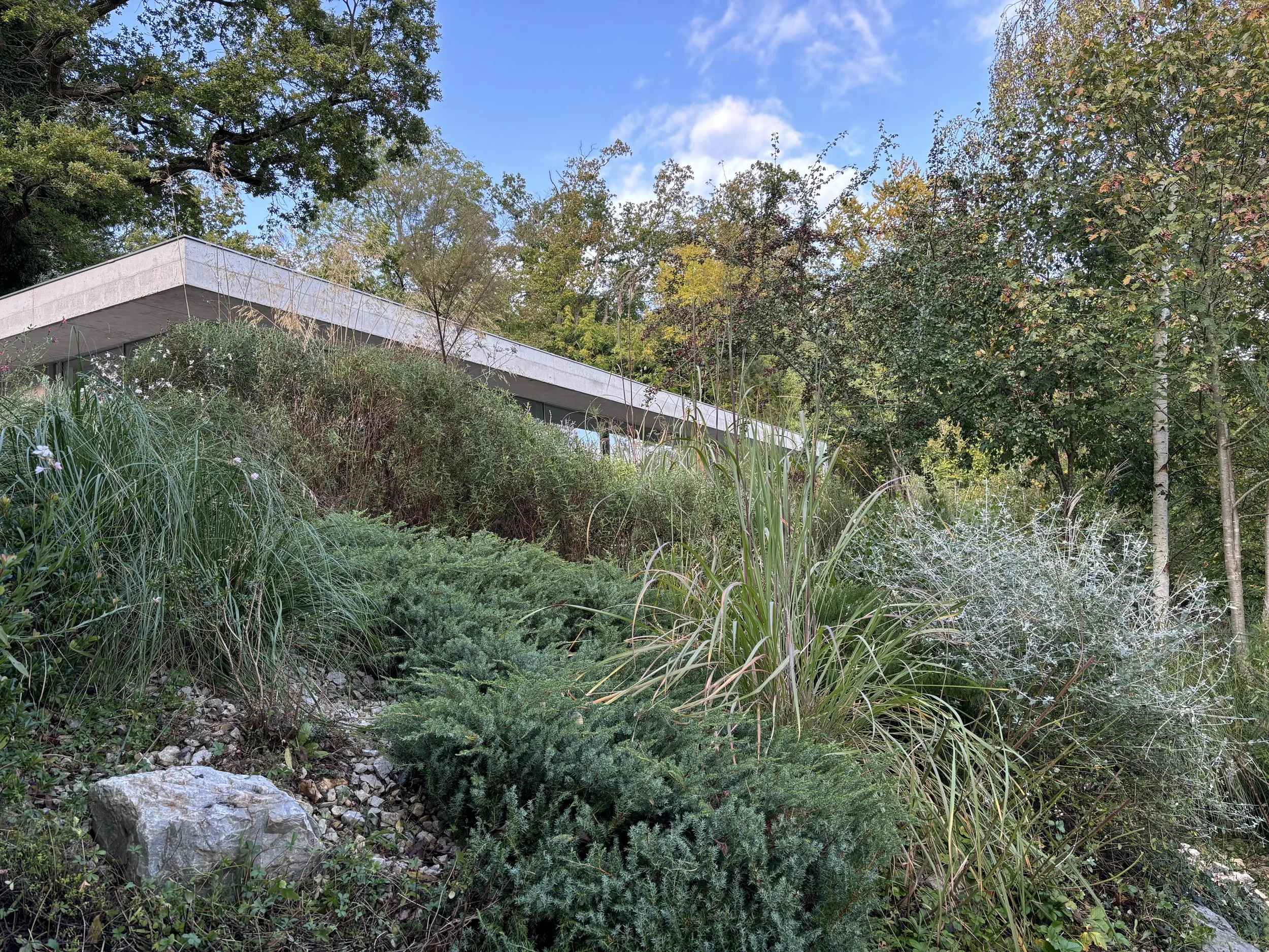 Garden on a sloped hillside planted with drought tolerant vegetation adapted to climate change