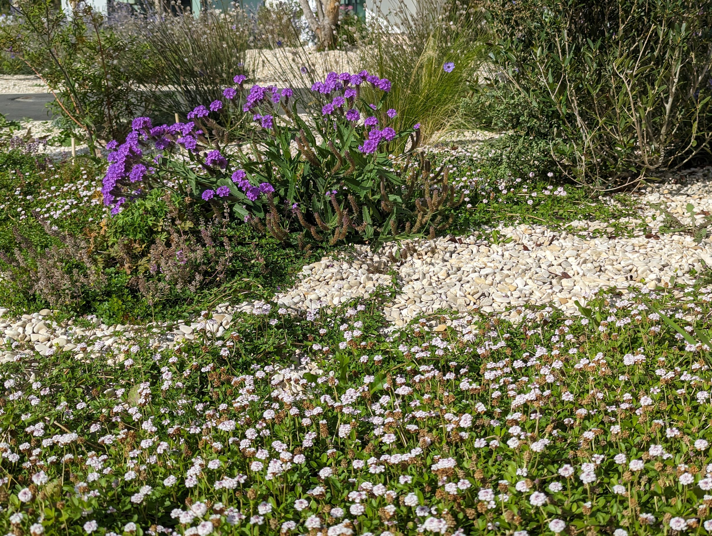 Gravel garden with lavender and Mediterranean perennials for a hot urban site