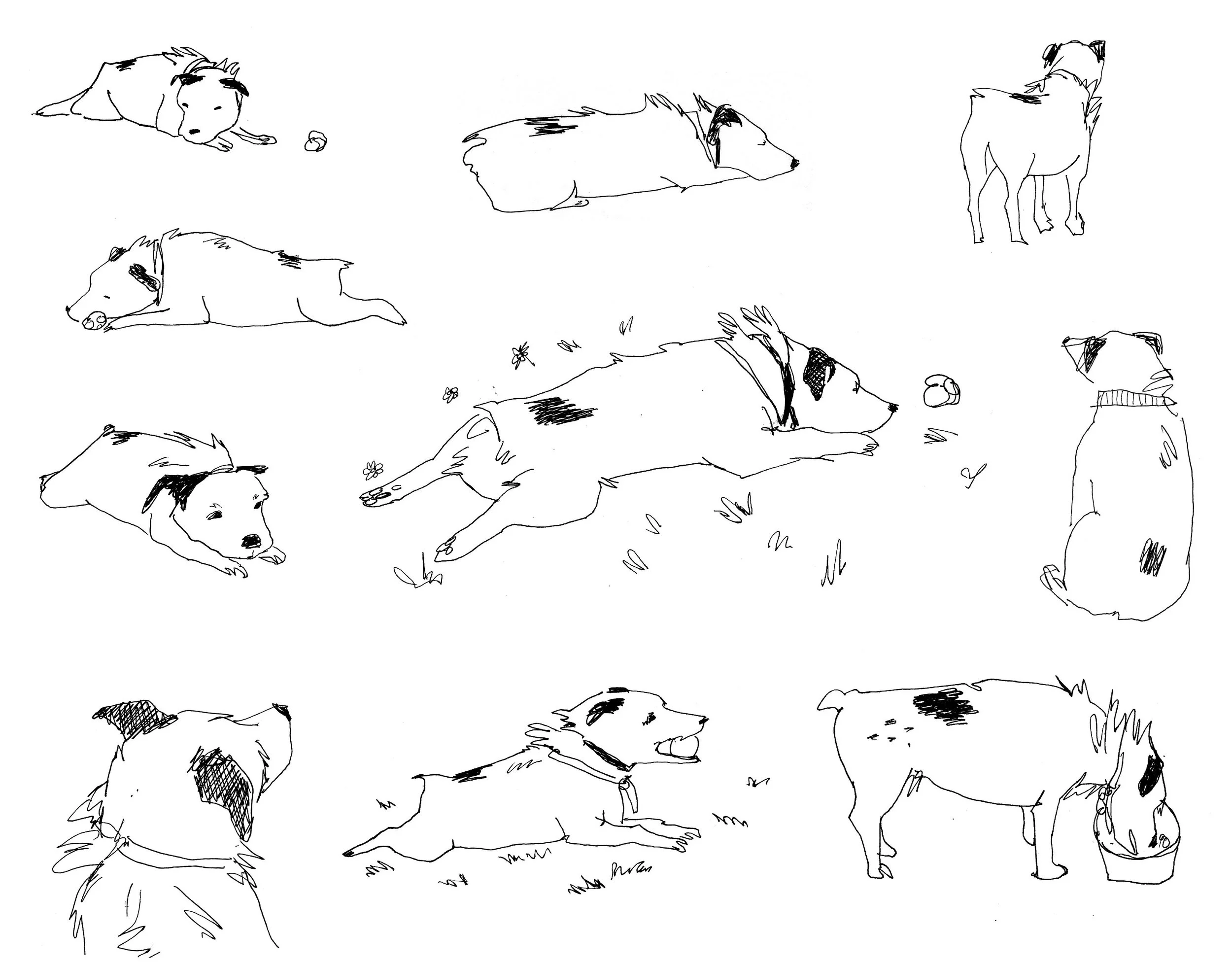 jack russell sketch