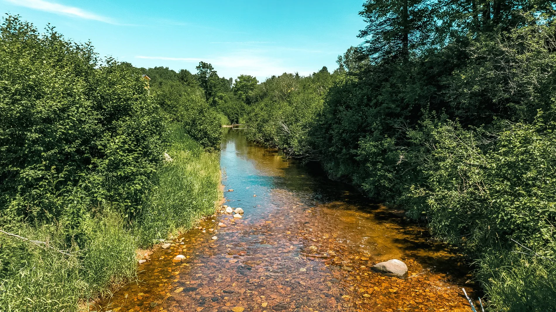 river-trails-edited-goose-4.jpg