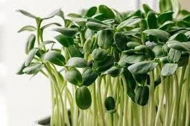 Micro Greens Image promoting growing your own food.