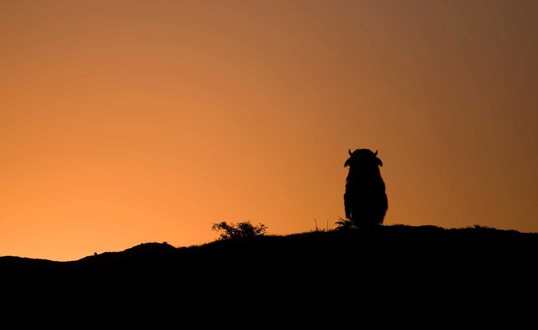 WILD_THINGS_05.jpg
