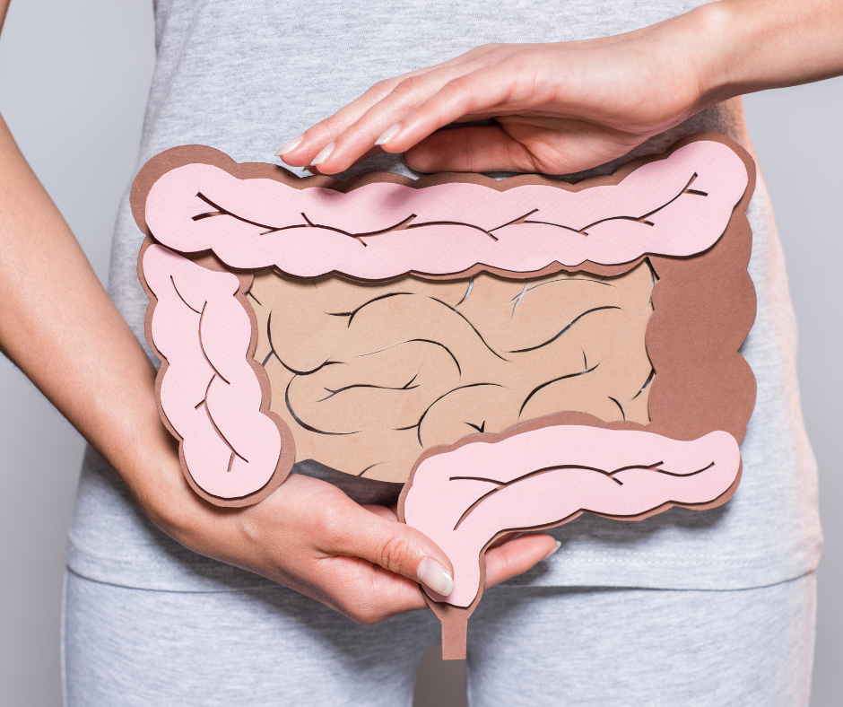 Der Darm – Das Zentrum unserer Gesundheit und unseres Immunsystems