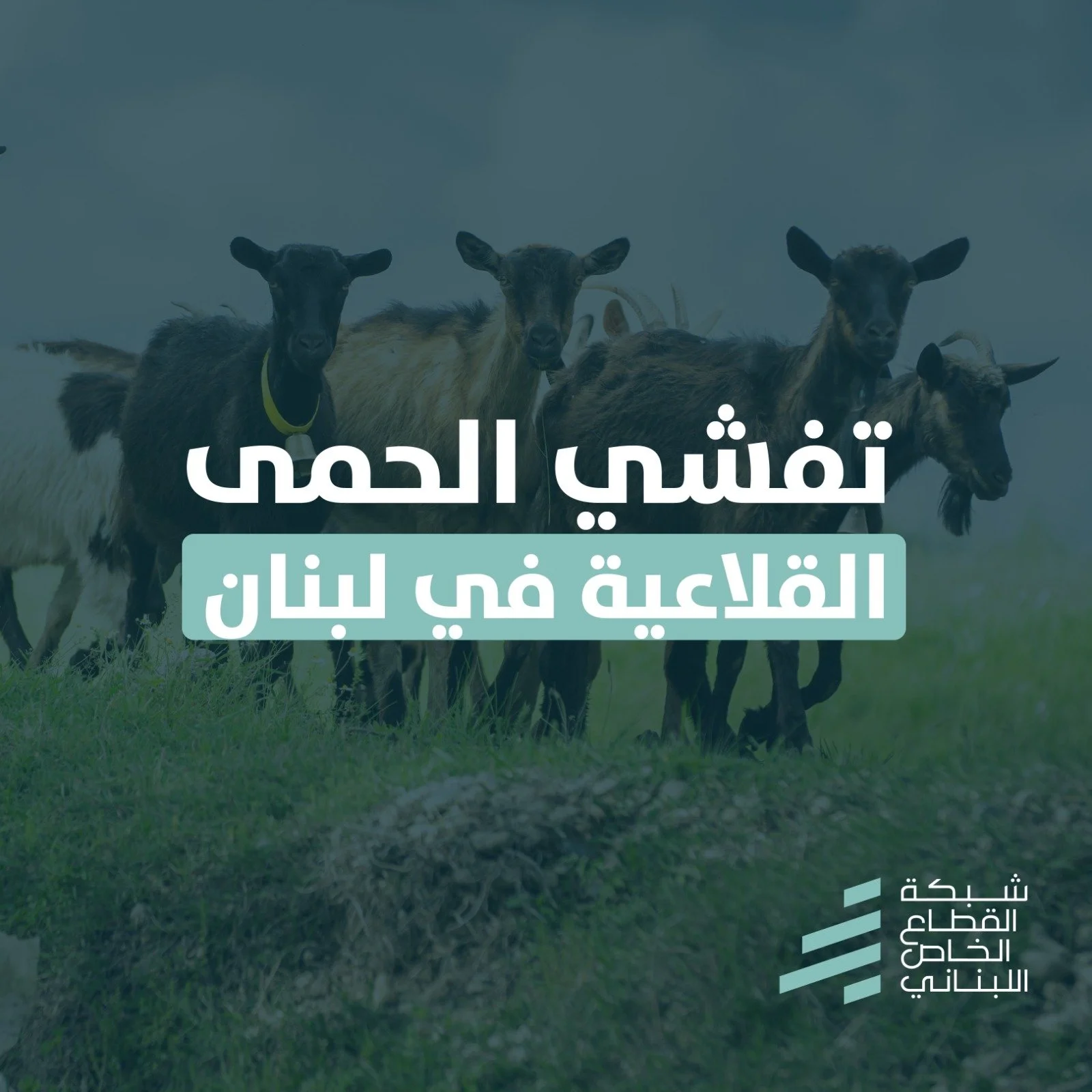 تفشي مرض الحمى القلاعية في لبنان