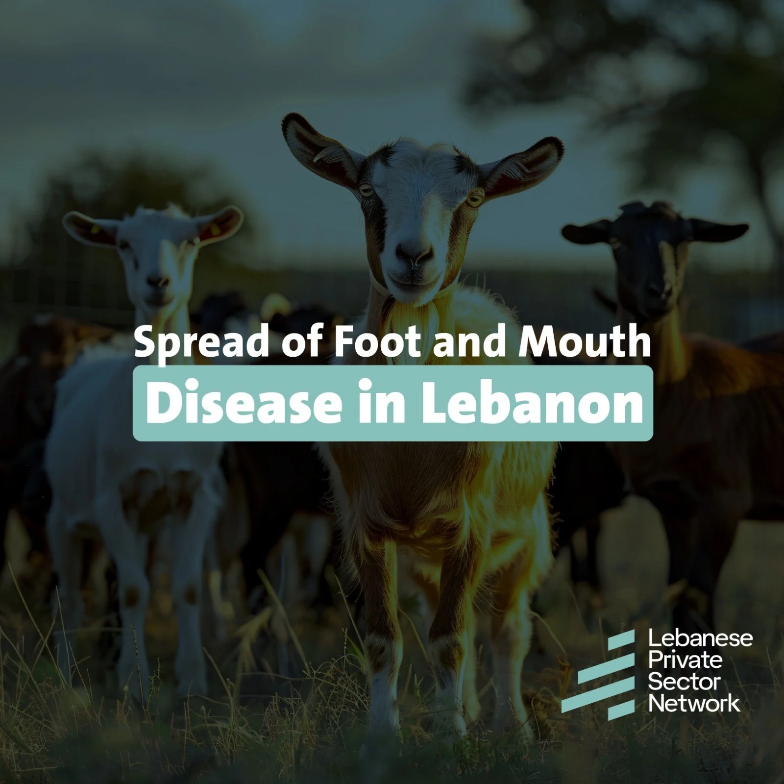 Foot and Mouth Disease: A Systemic Failure Endangering Food Security and the Formal Economy