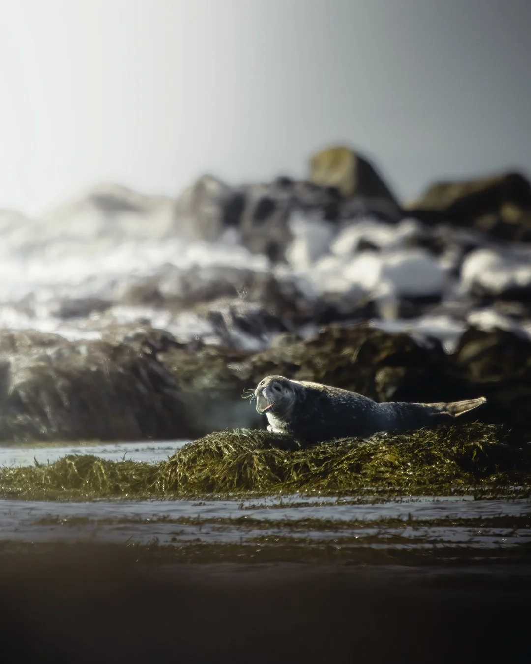_DSC2583-seal3.jpg