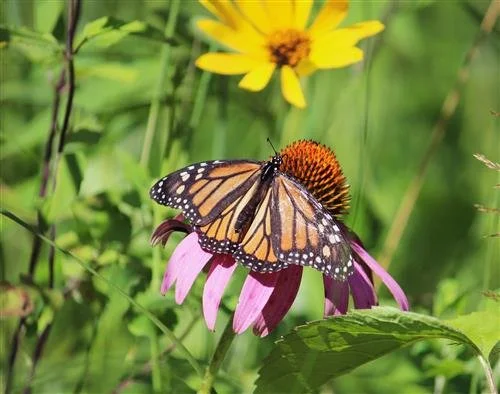 SAVING THE MONARCHS ONE CITY AT A TIME</a>