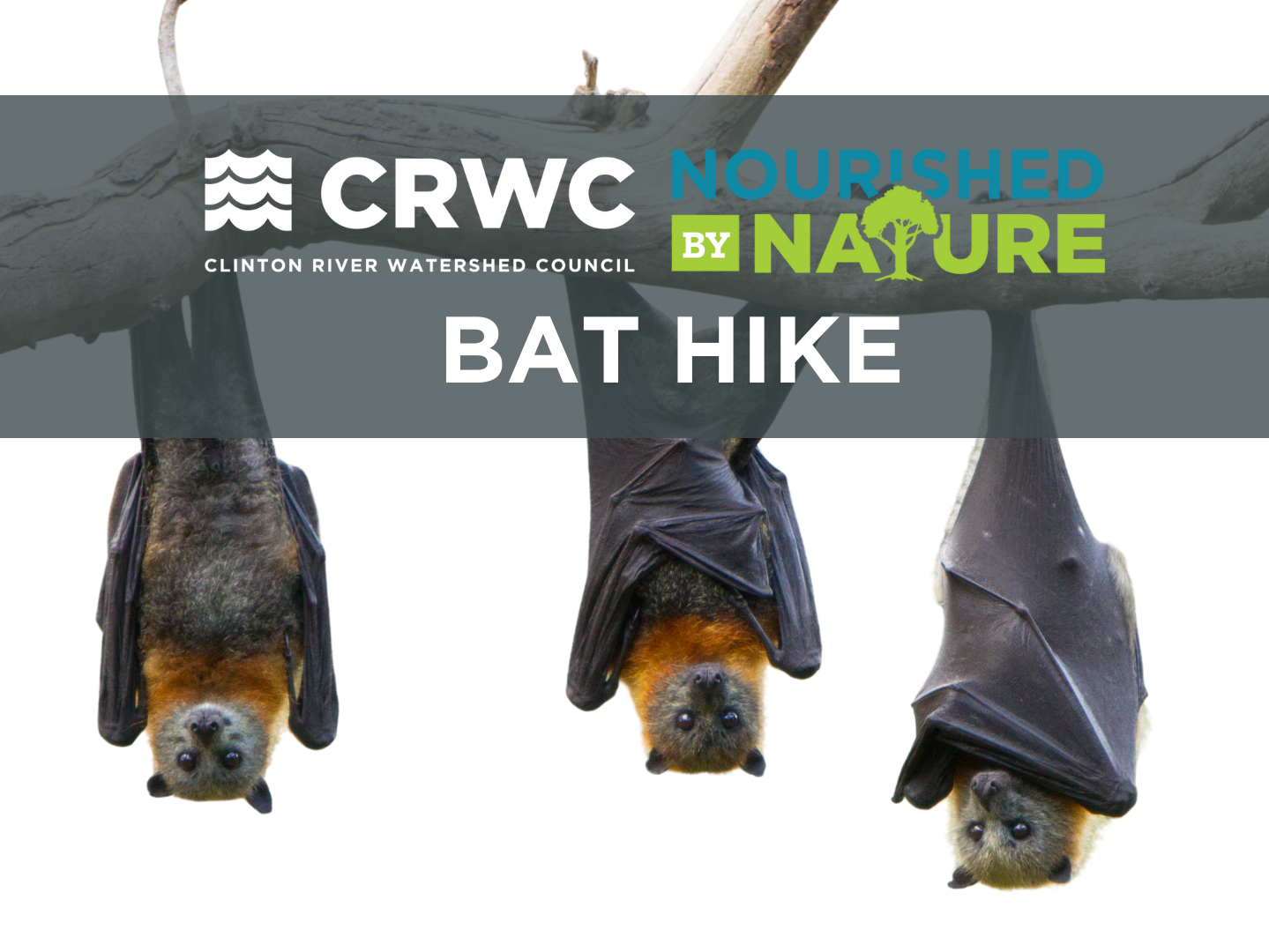 Nourished by Nature: Bat Hike